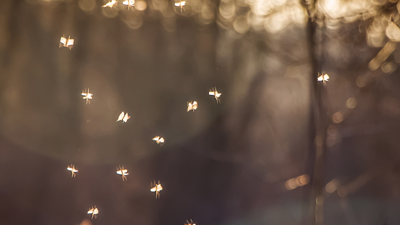 Midge fly and hatch