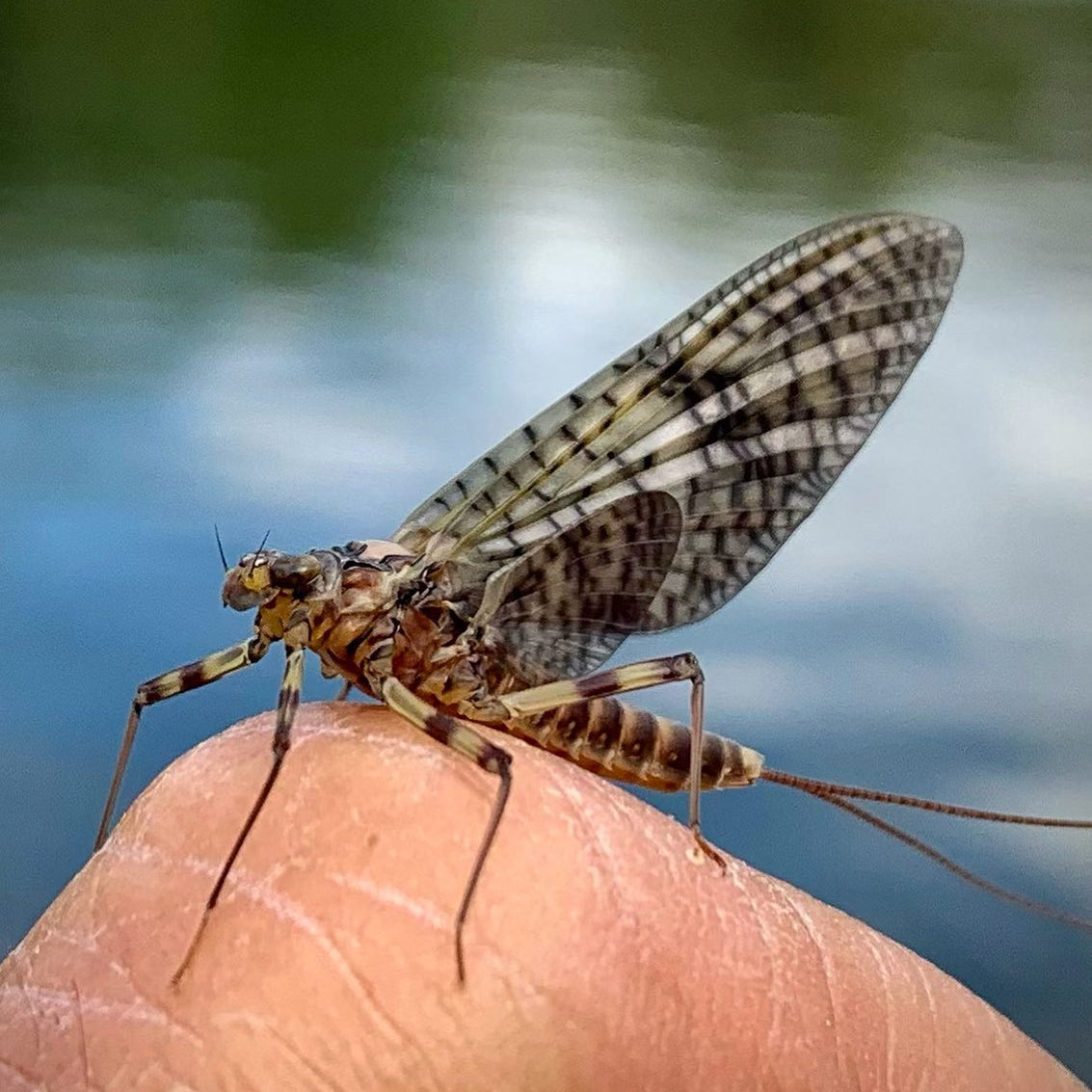 An adult dun vs an emerger