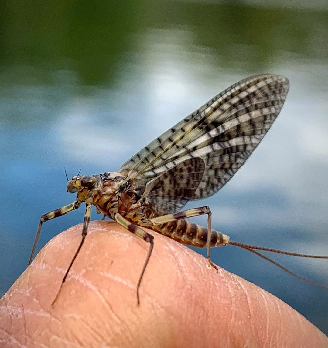 Emerger Patterns are an Underrated Insect Stage in Fly Fishing - Fly ...