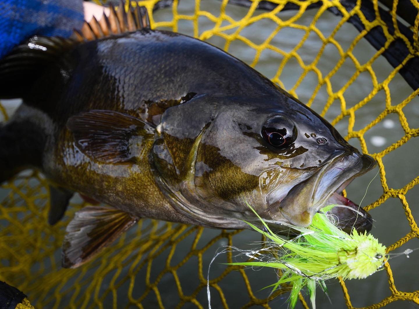 Smallmouth bass from Matt Reilly