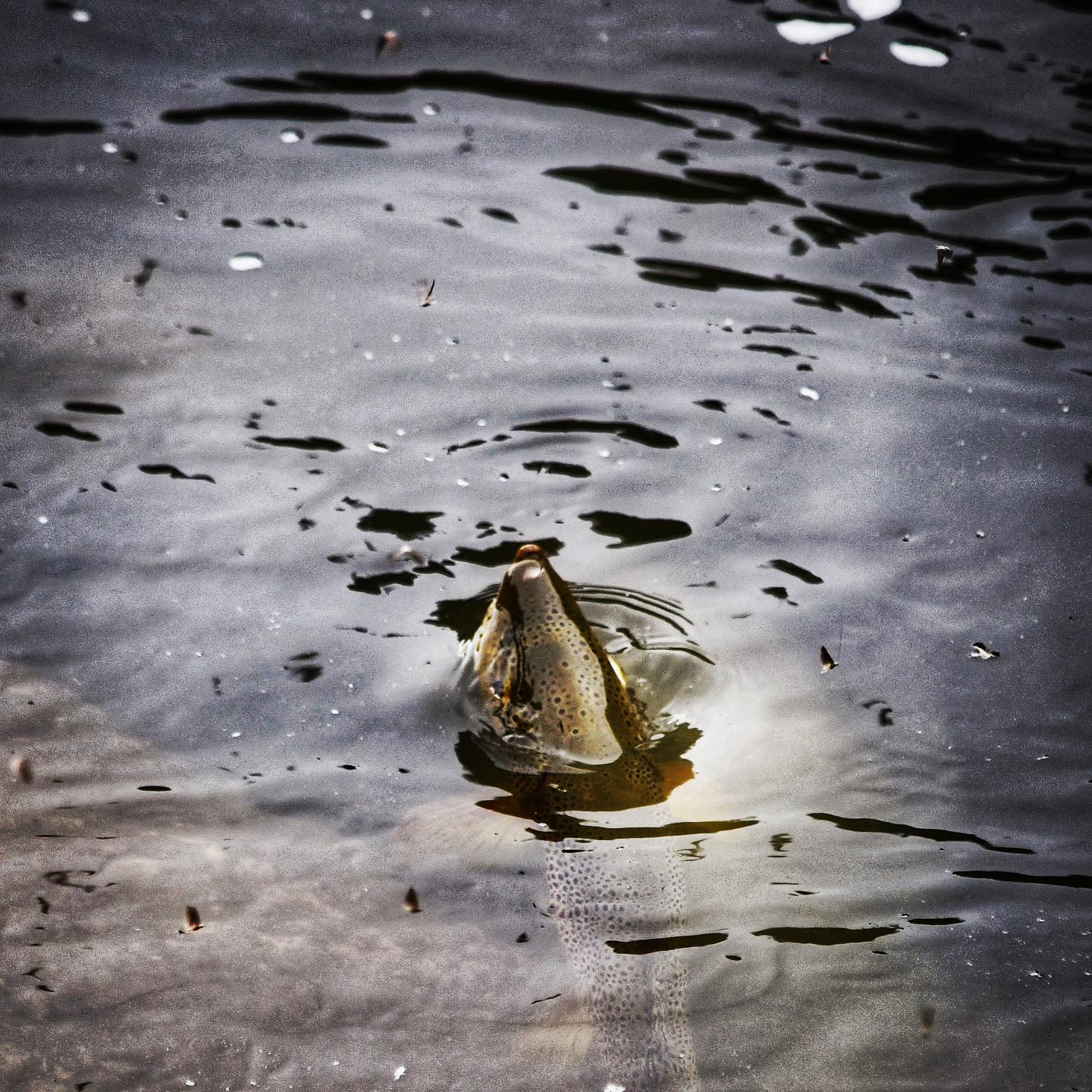 Fish Behavior | Fly Fishing Insider Podcast