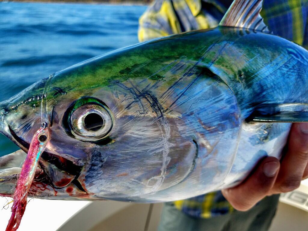 Albacore on the fly