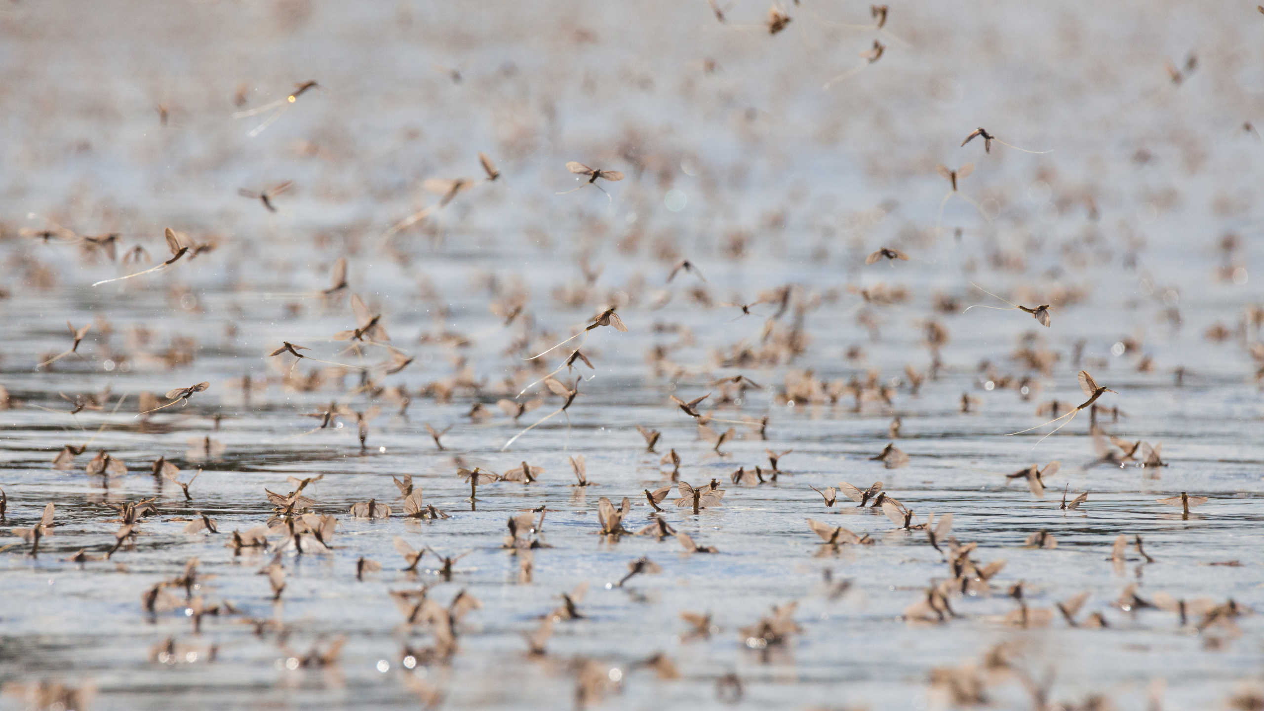 Mayfly - Stages of an Insect | Fly Fishing Insider Podcast