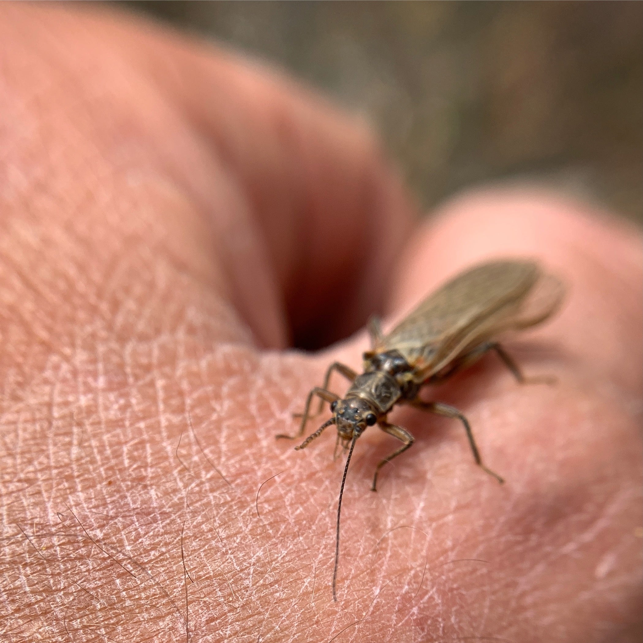 Entomology