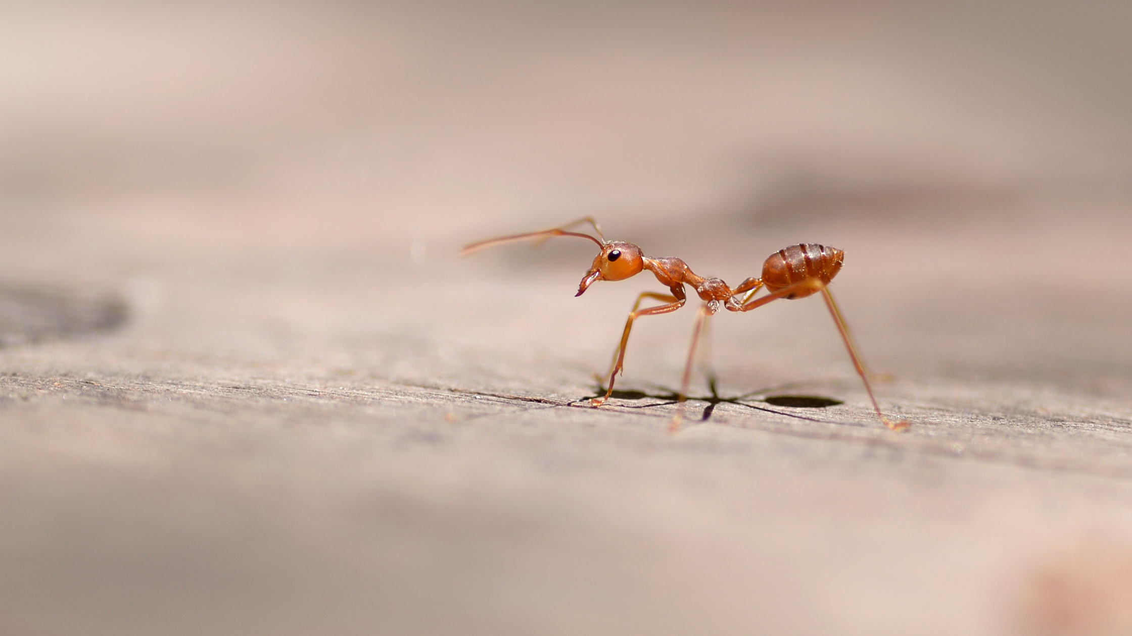 Fishing Terrestrials: Hoppers, Ants, Beetles and Crickets