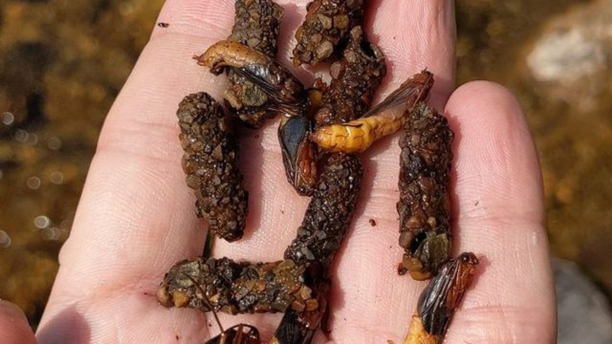 Cased Caddis - Mother's Day Caddis