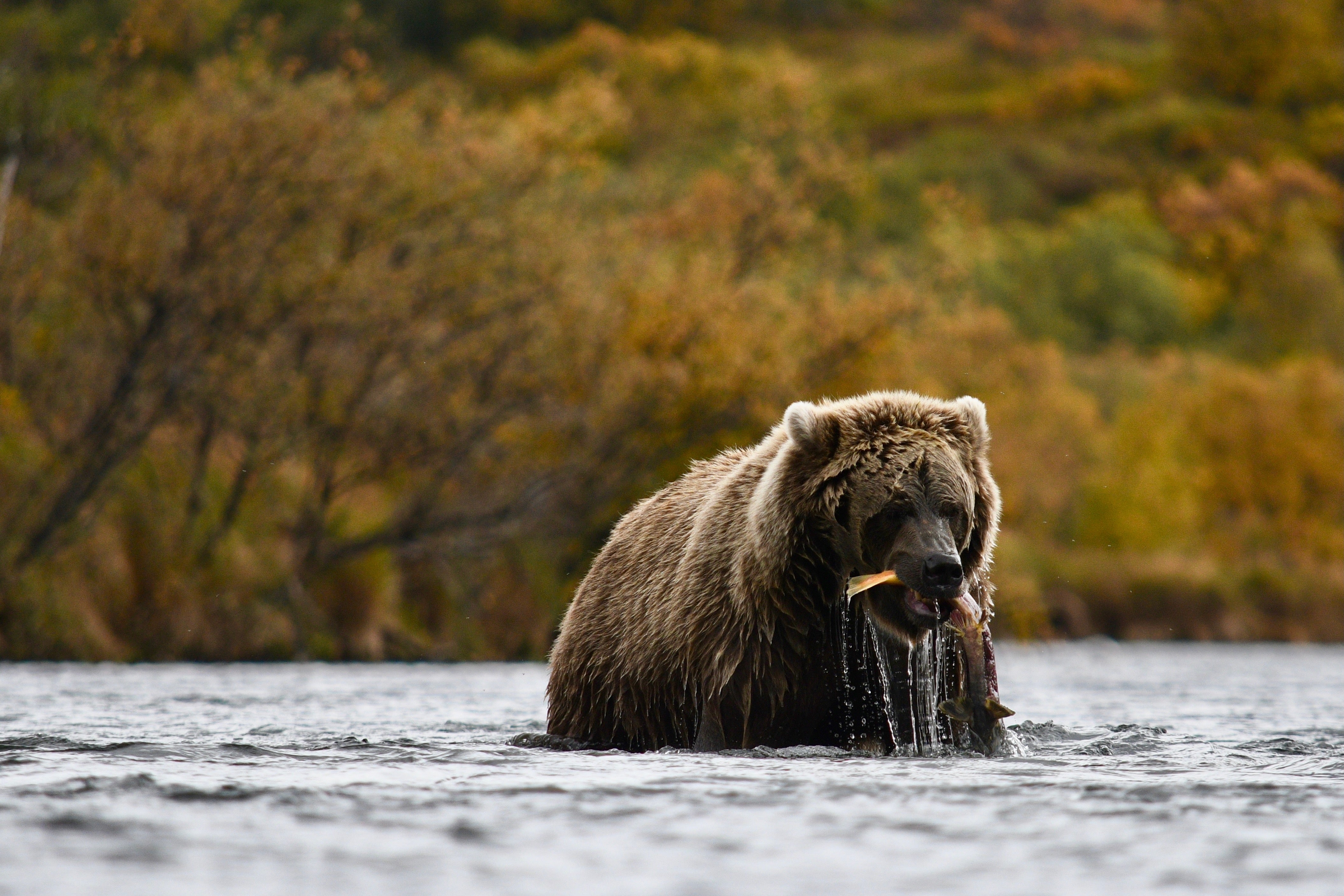 Bear Eating Salmon - Fly Fishing Gift