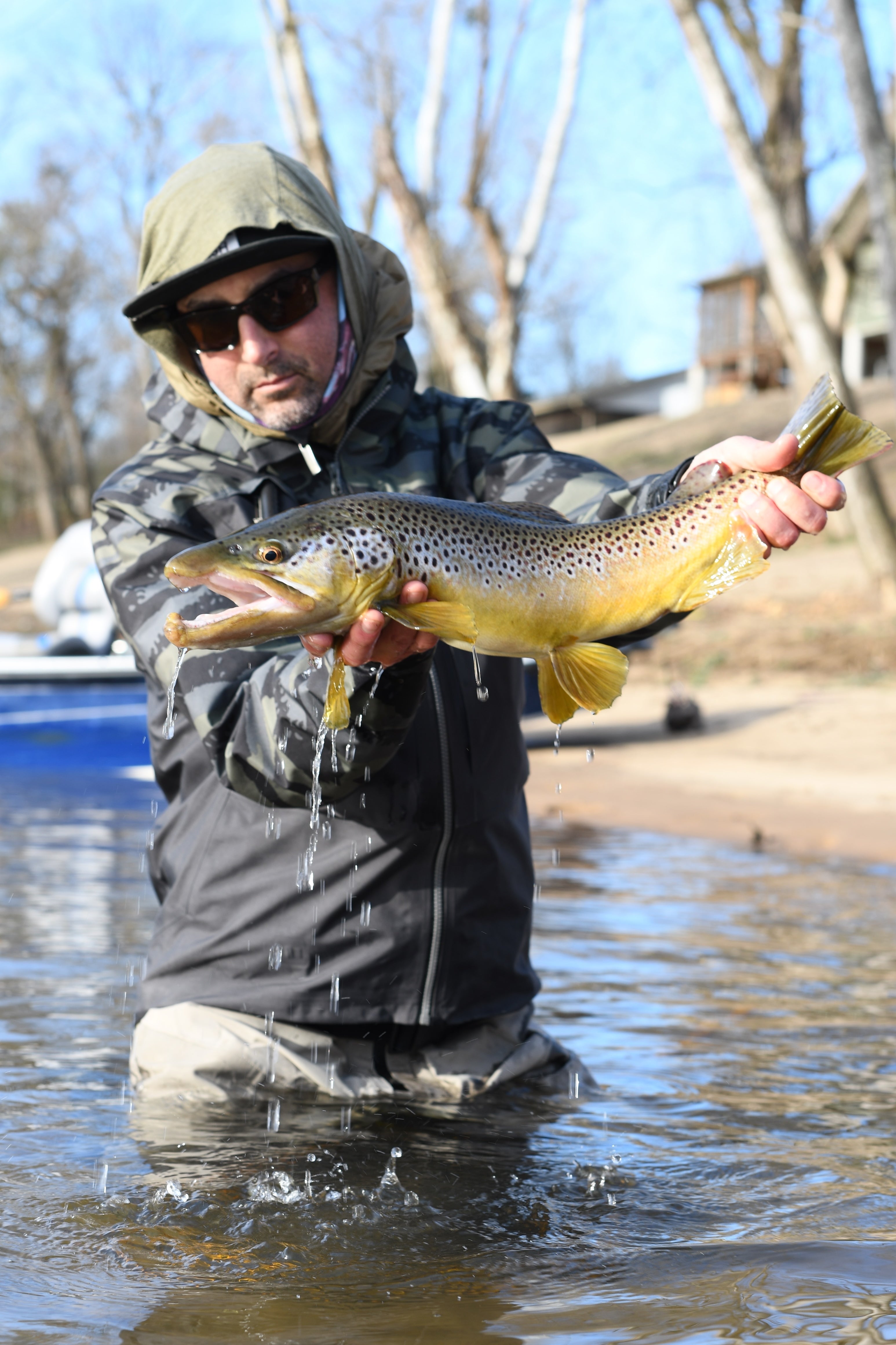 A White River Brown Trout, caught while fly fishing with streamers.