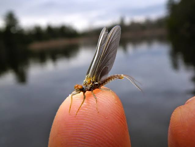 A Hendrickson dun with pinkish-tan body and grey upright wings on the surface