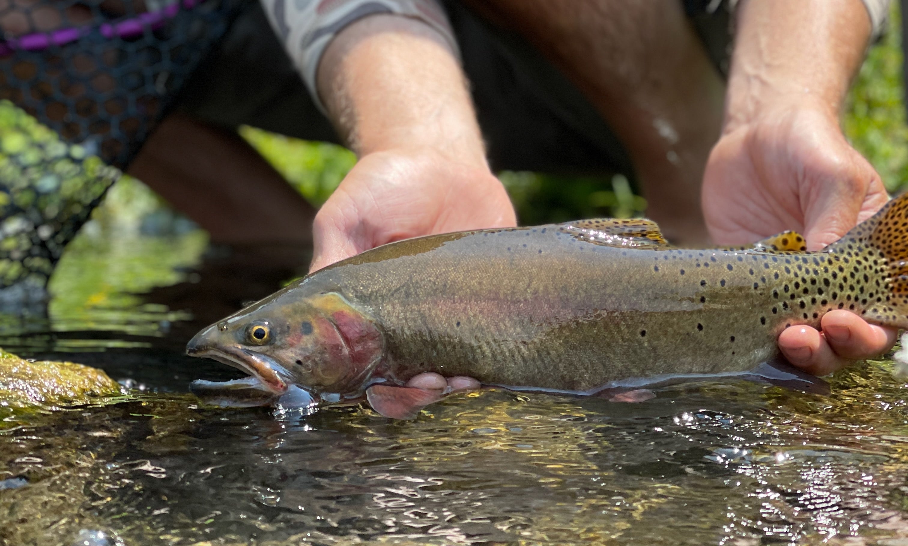 Cutthroat caught blue lining in Utah