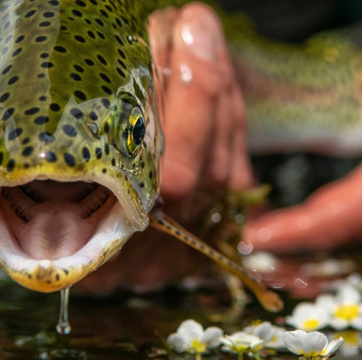 Fly Fishing in Wyoming