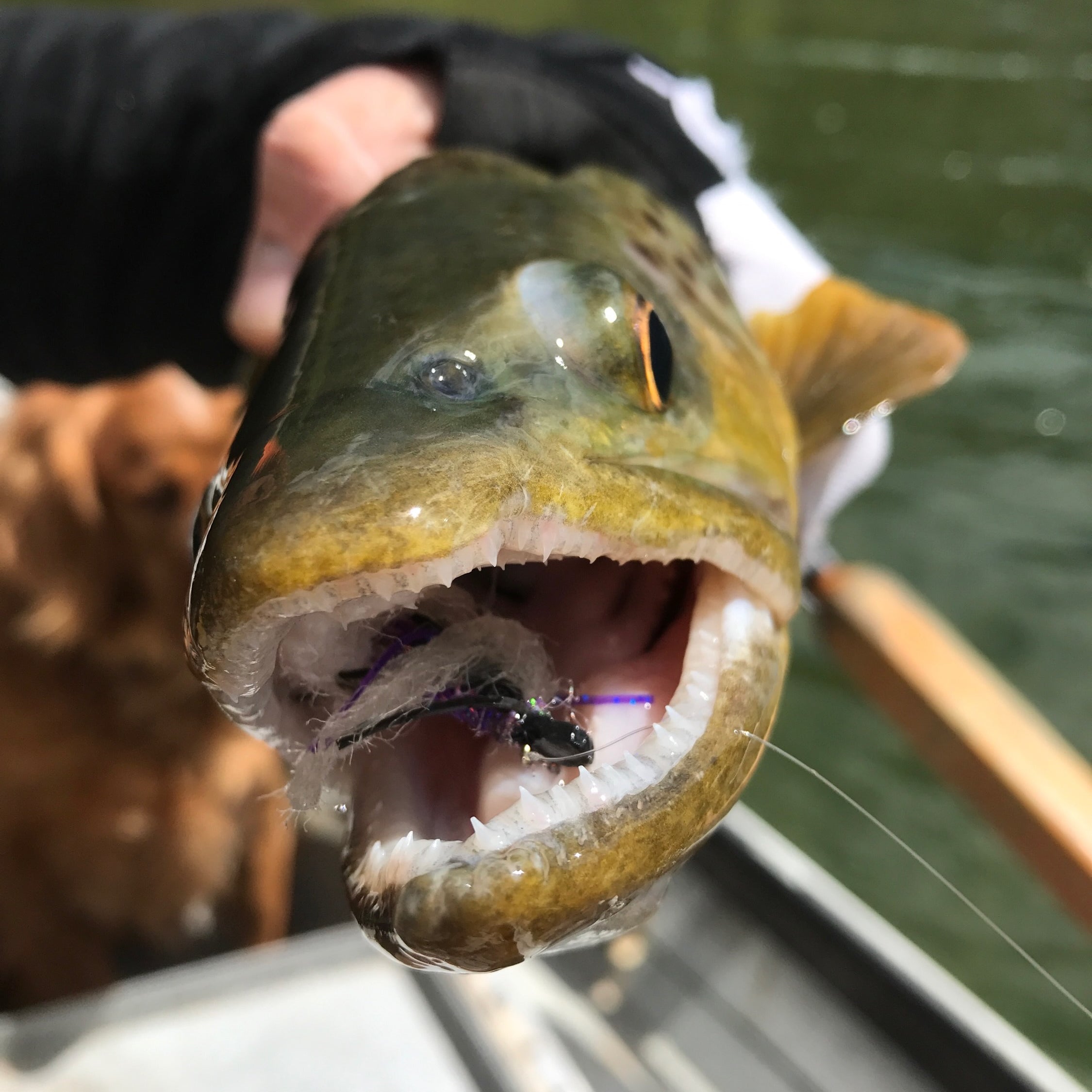 The Top 10 Fly Fishing Rivers/Lakes in Utah and Why to Go | Fly Fishing Insider Podcast