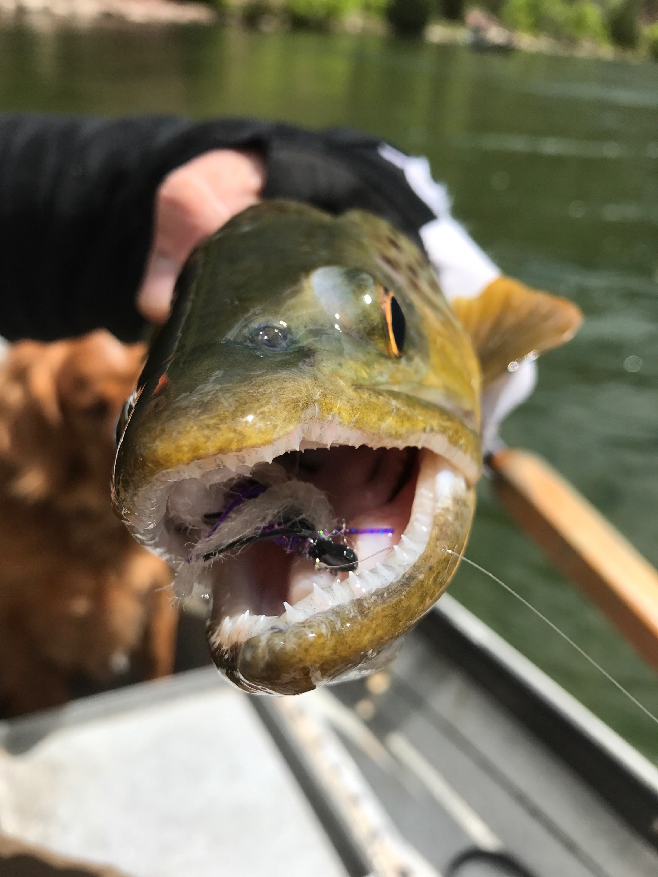 The Top 10 Fly Fishing Rivers/Lakes in Utah and Why to Go 