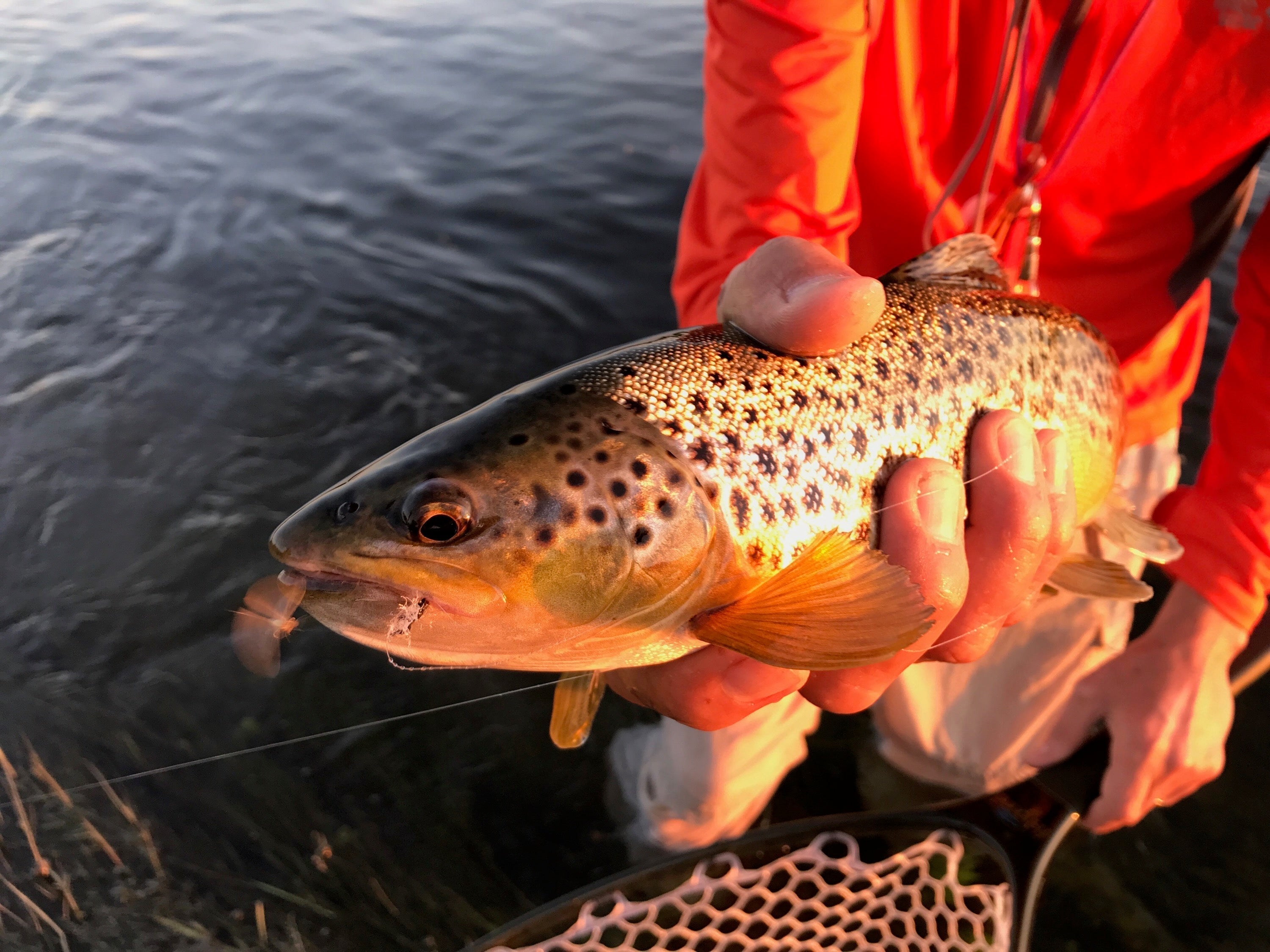 Green River Fontenelle and the Seedskadee National Wildlife Refuge: A Complete Fly Fishing Guide