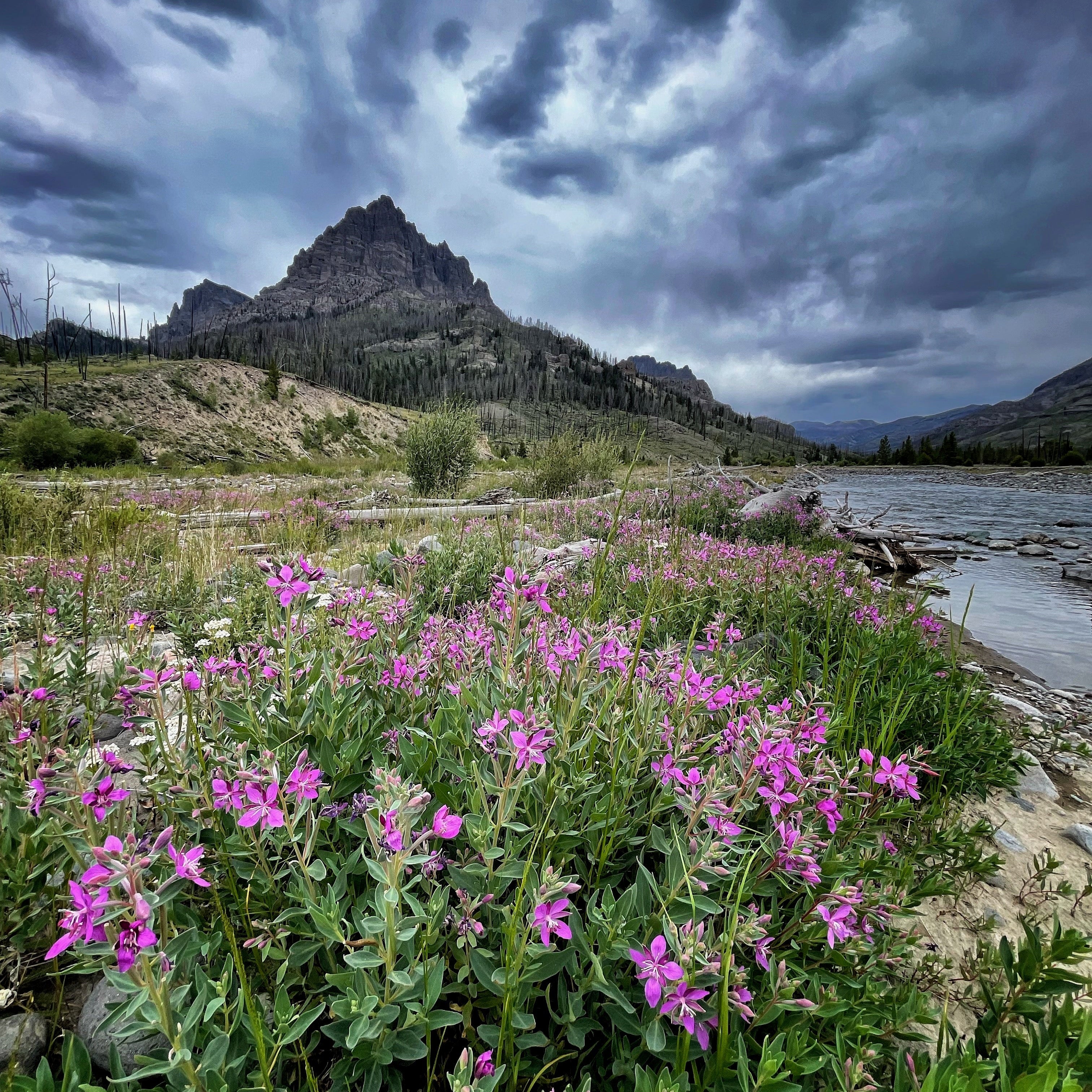 Wiggins Fork Fly Fishing