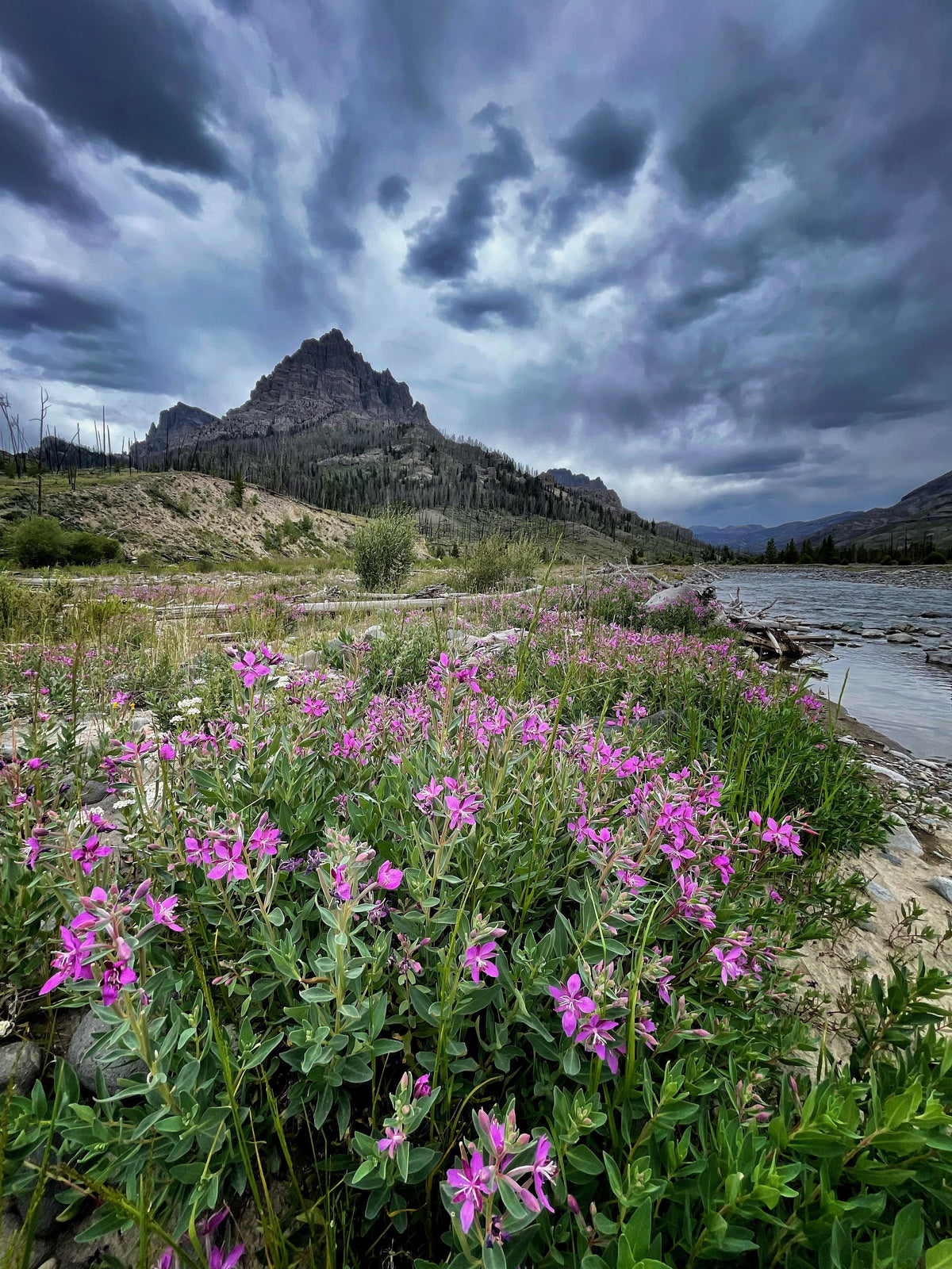 Wiggins Fork Fly Fishing