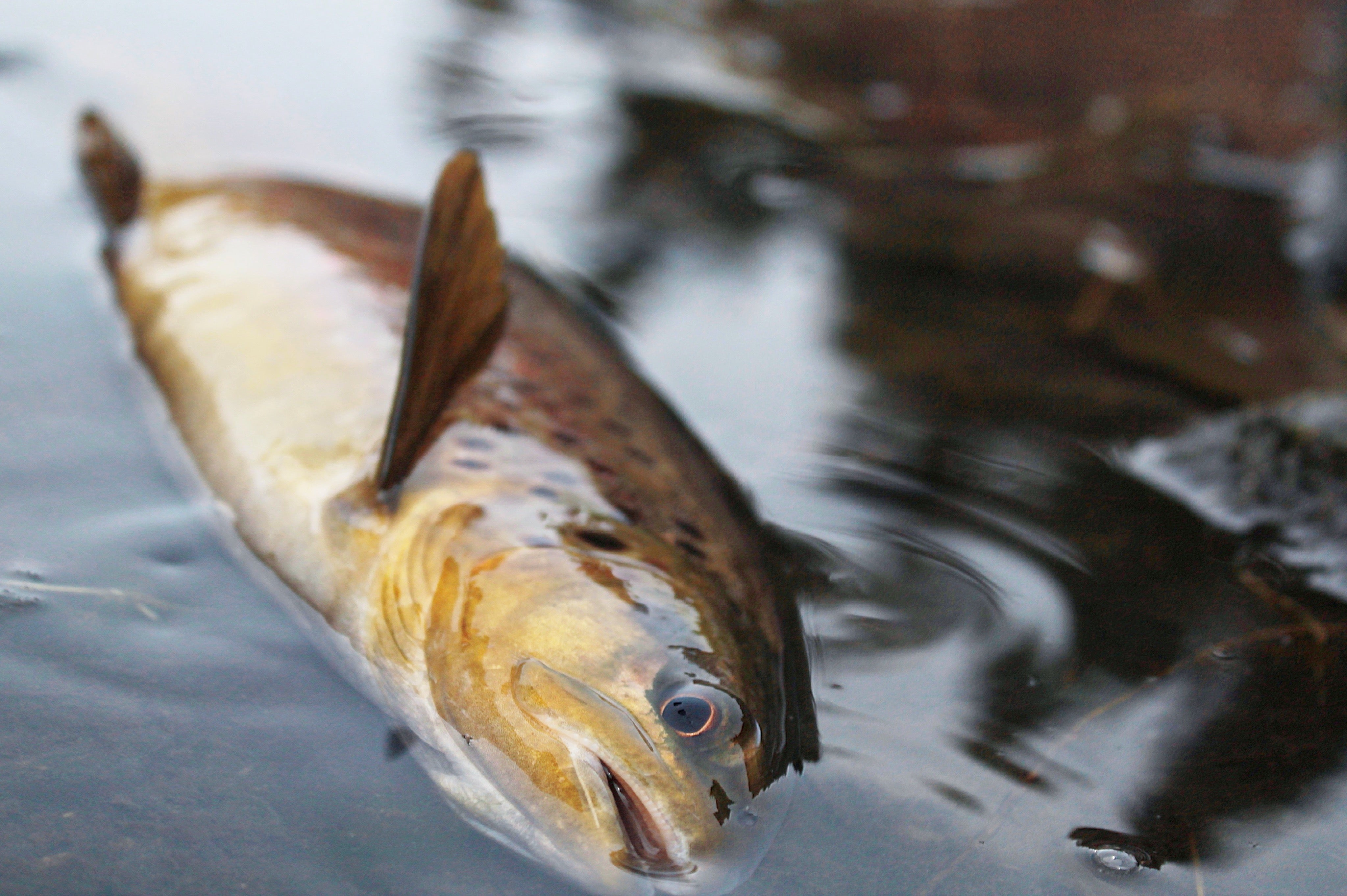 The Provo River: A Complete Fly Fishing Guide