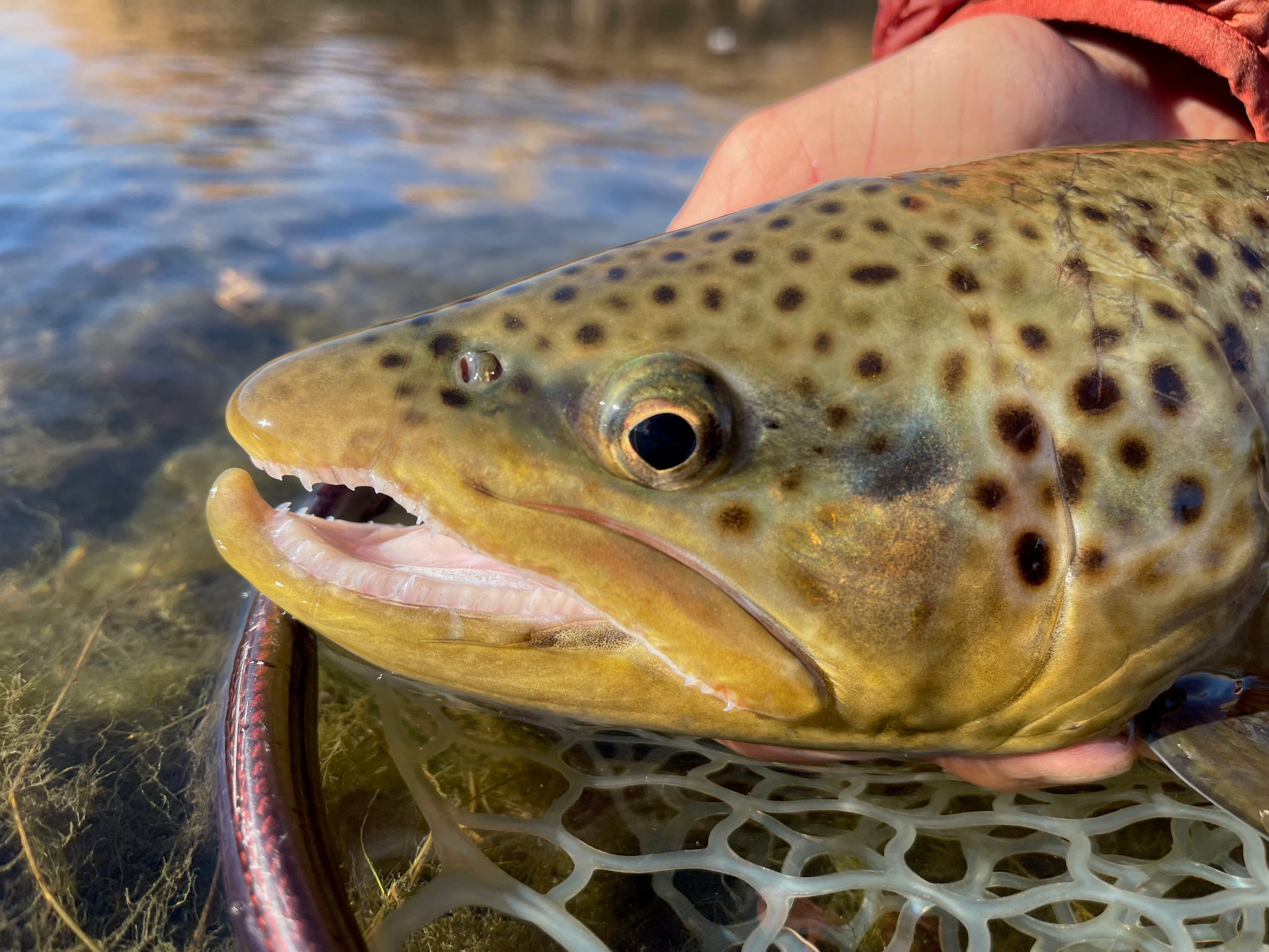 Fall Fly Fishing and Avoiding Reds