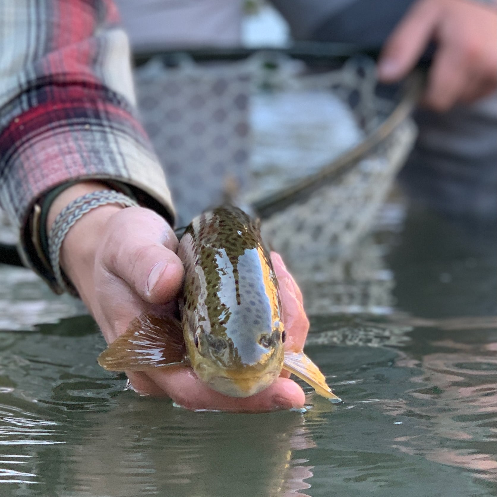 Brown Trout from Blue Lining