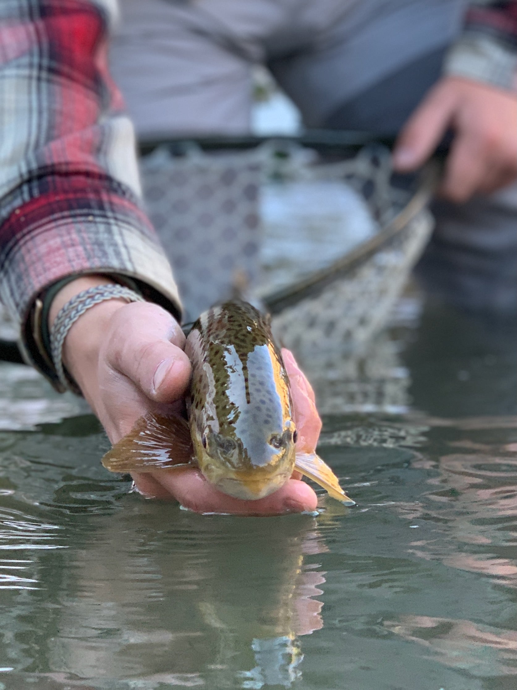 Brown Trout from Blue Lining