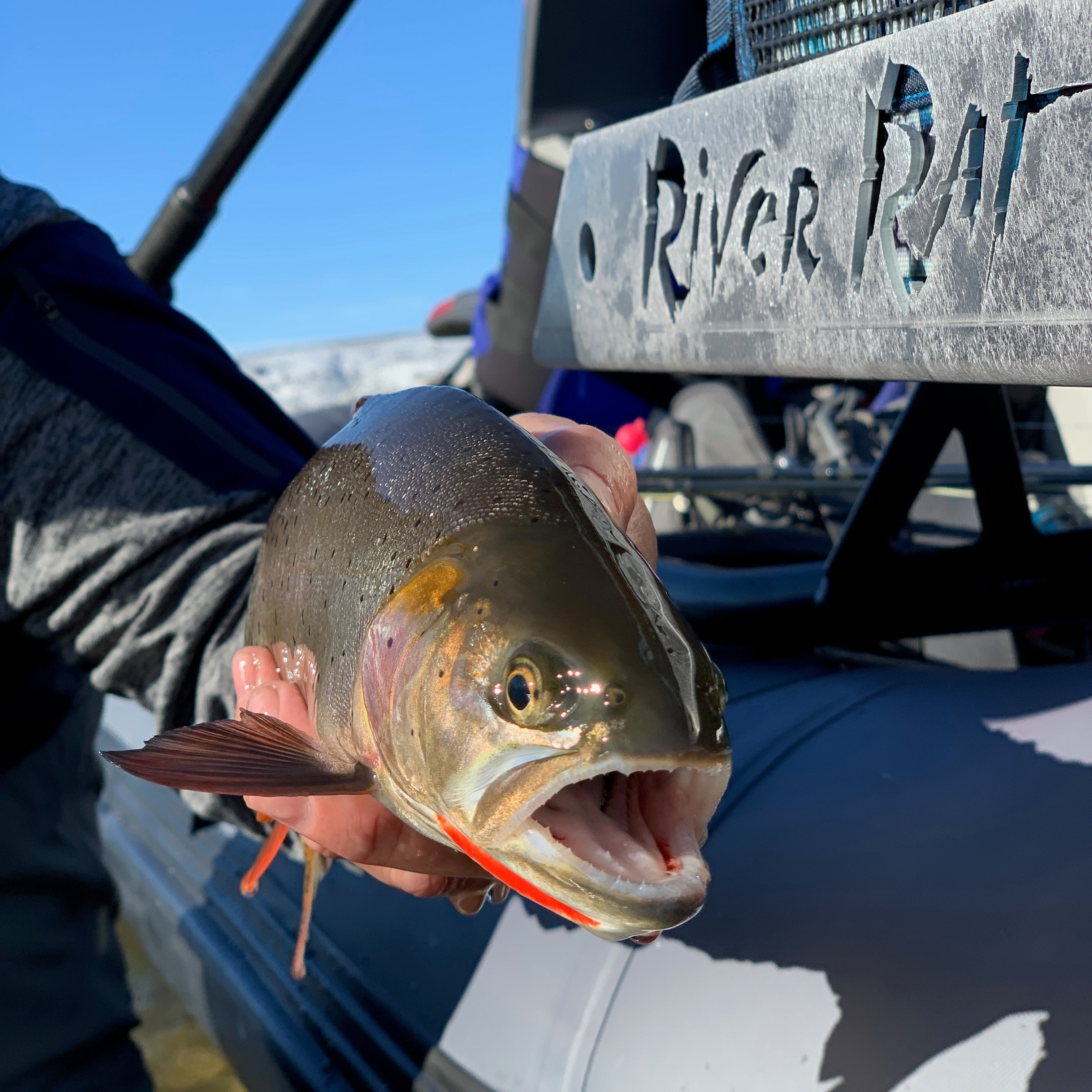 Snake River Cutthroat Trout