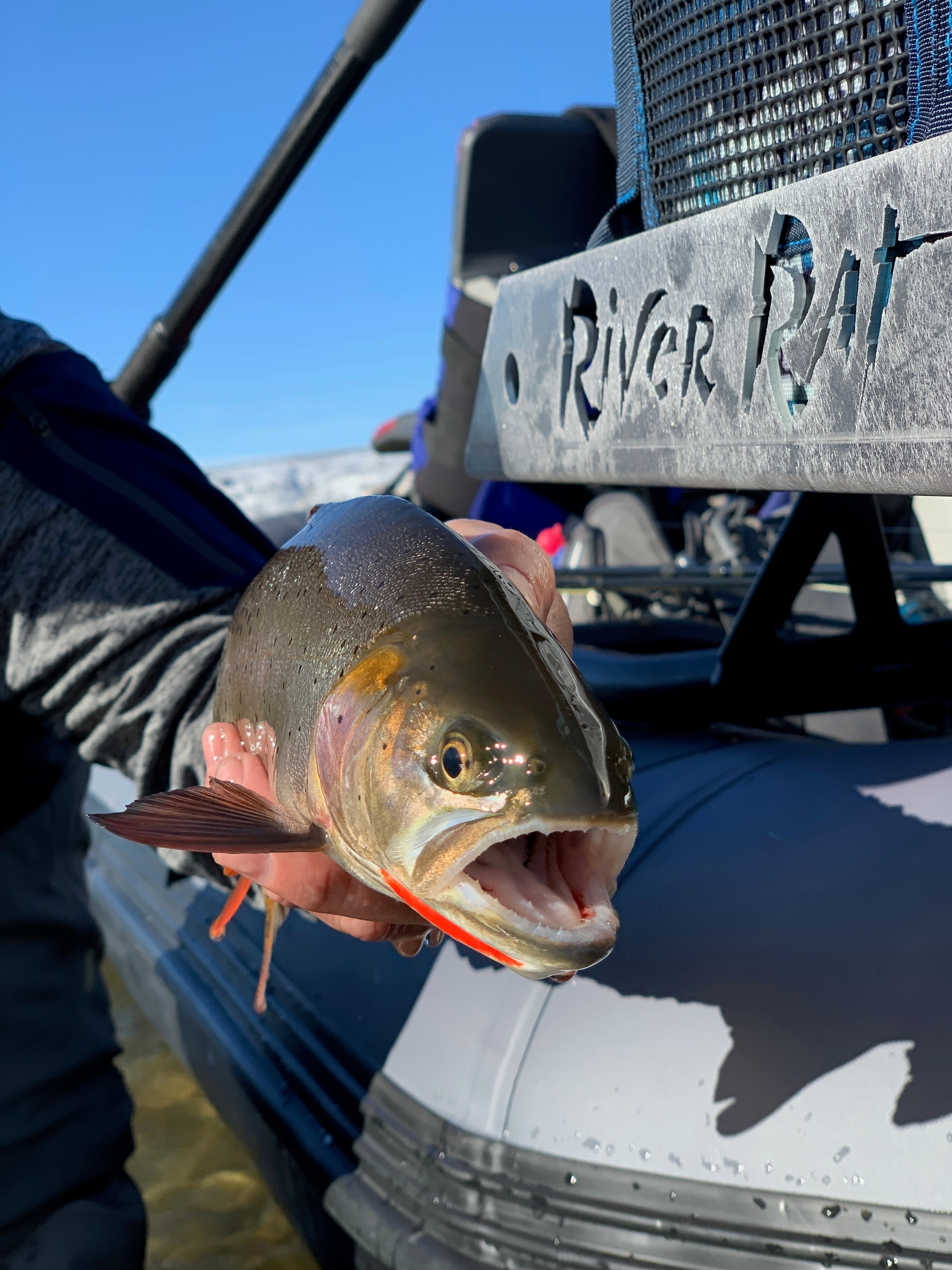 Snake River Cutthroat Trout