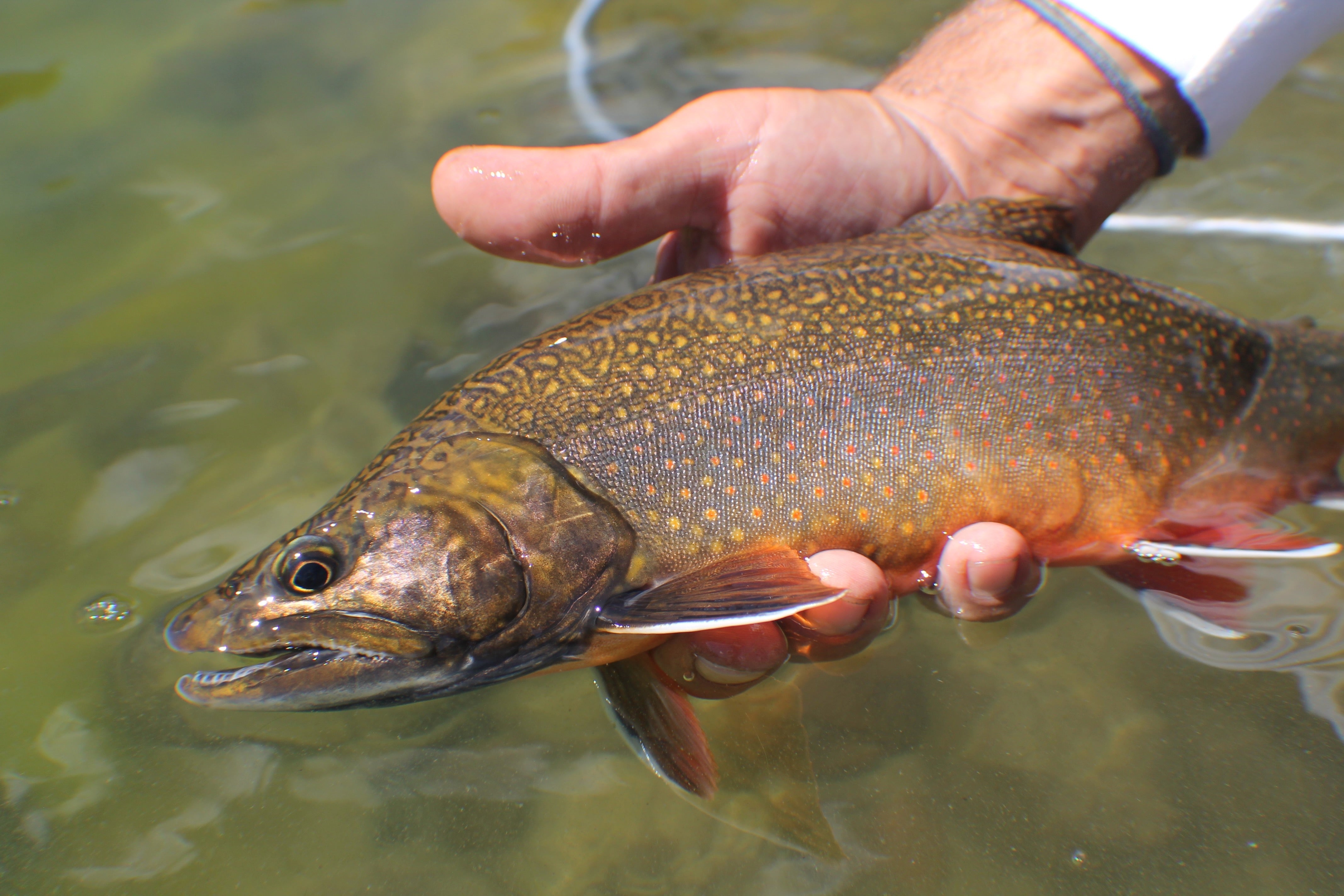 Boulder Mountain Lakes, Utah: A Complete Fly Fishing Guide