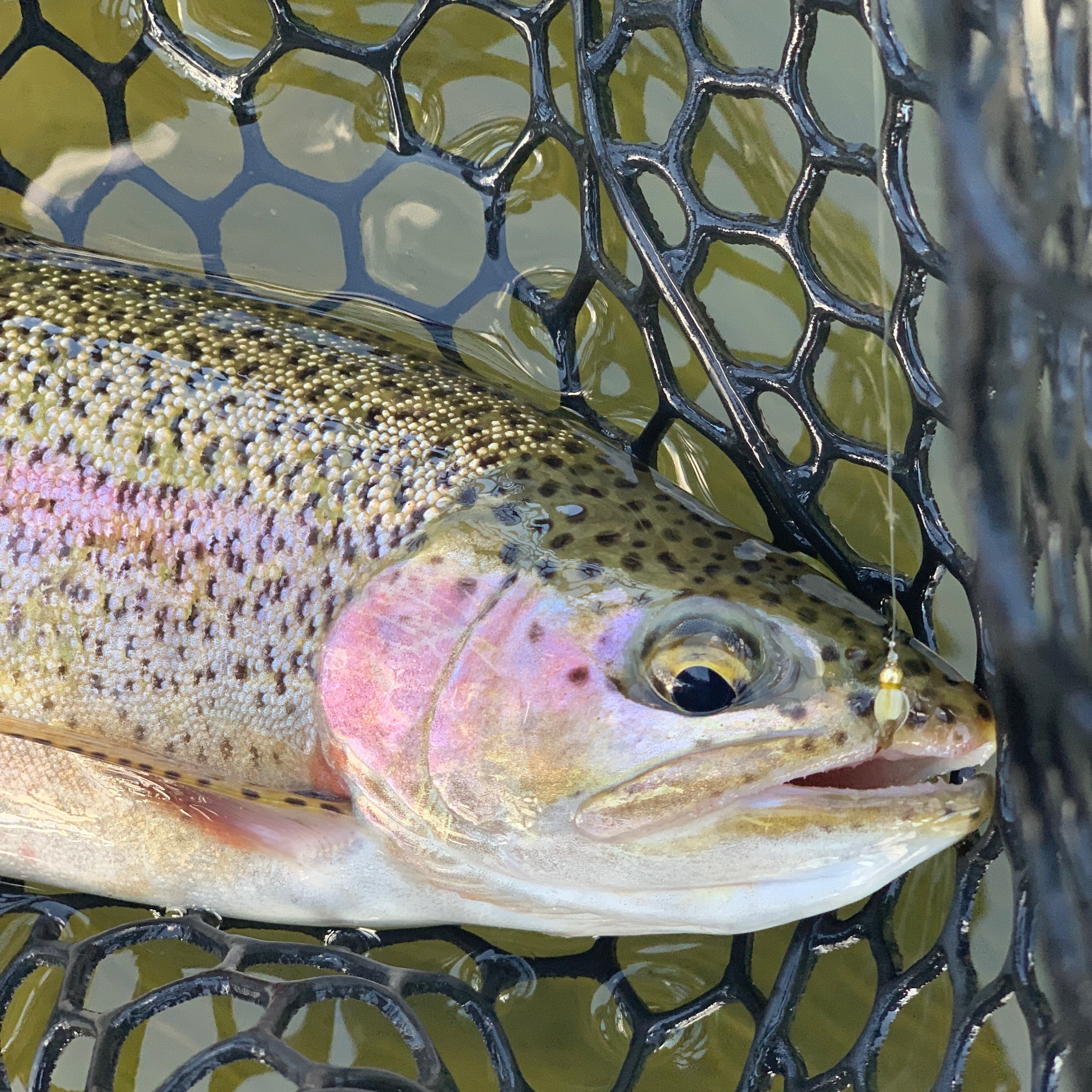 The Top 10 Fly Fishing Rivers in Colorado and Why to Go | Fly Fishing Insider Podcast