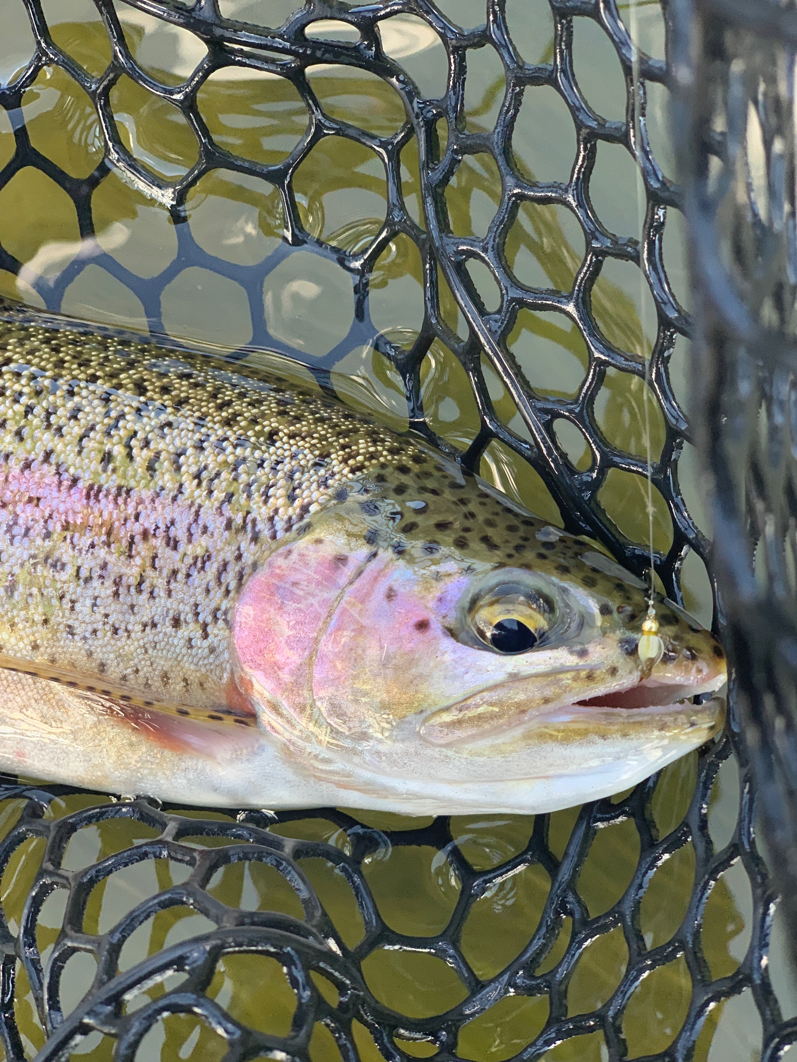 The Top 10 Fly Fishing Rivers in Colorado and Why to Go | Fly Fishing Insider Podcast