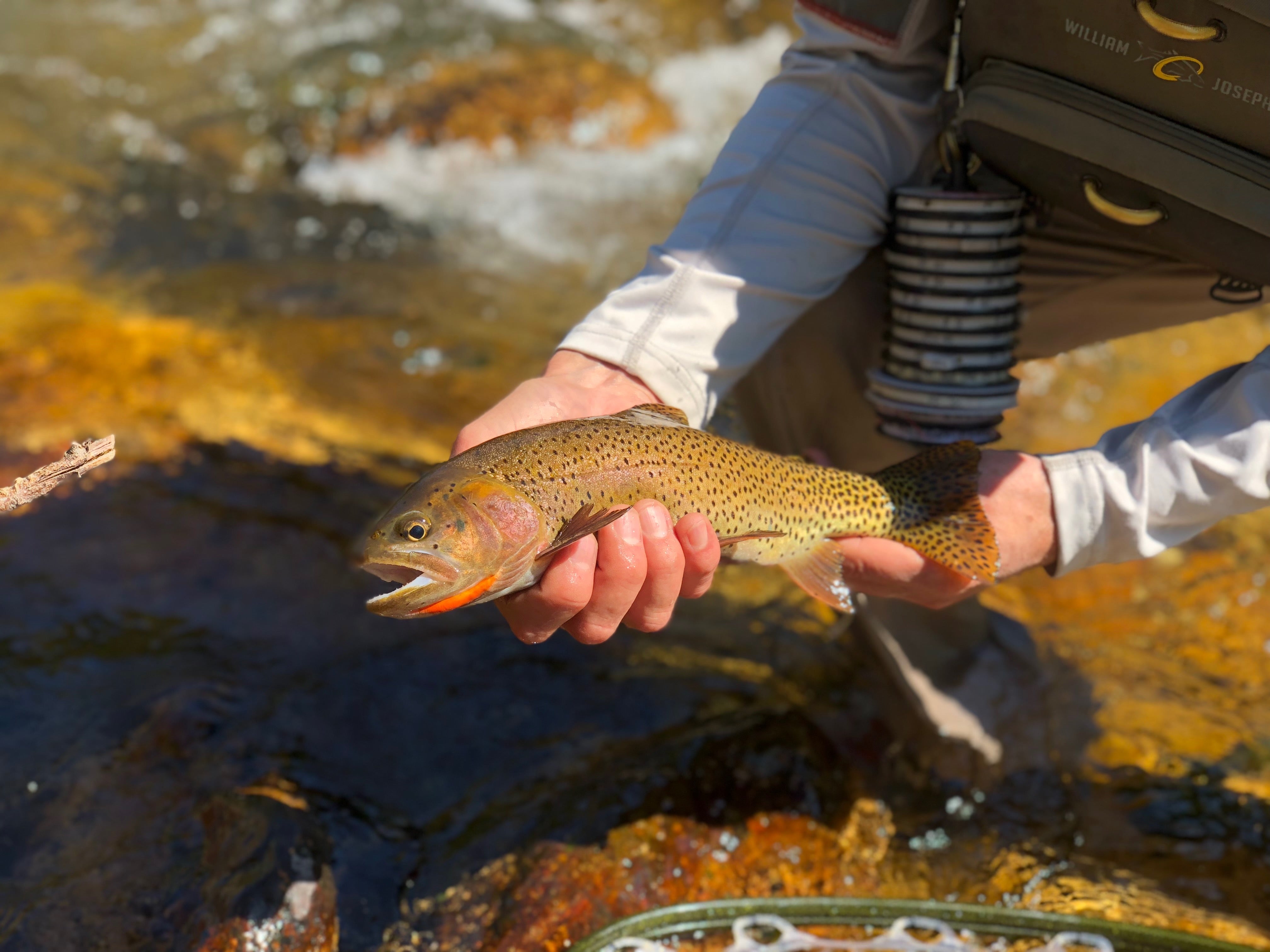 Logan River Cutthroat Trout