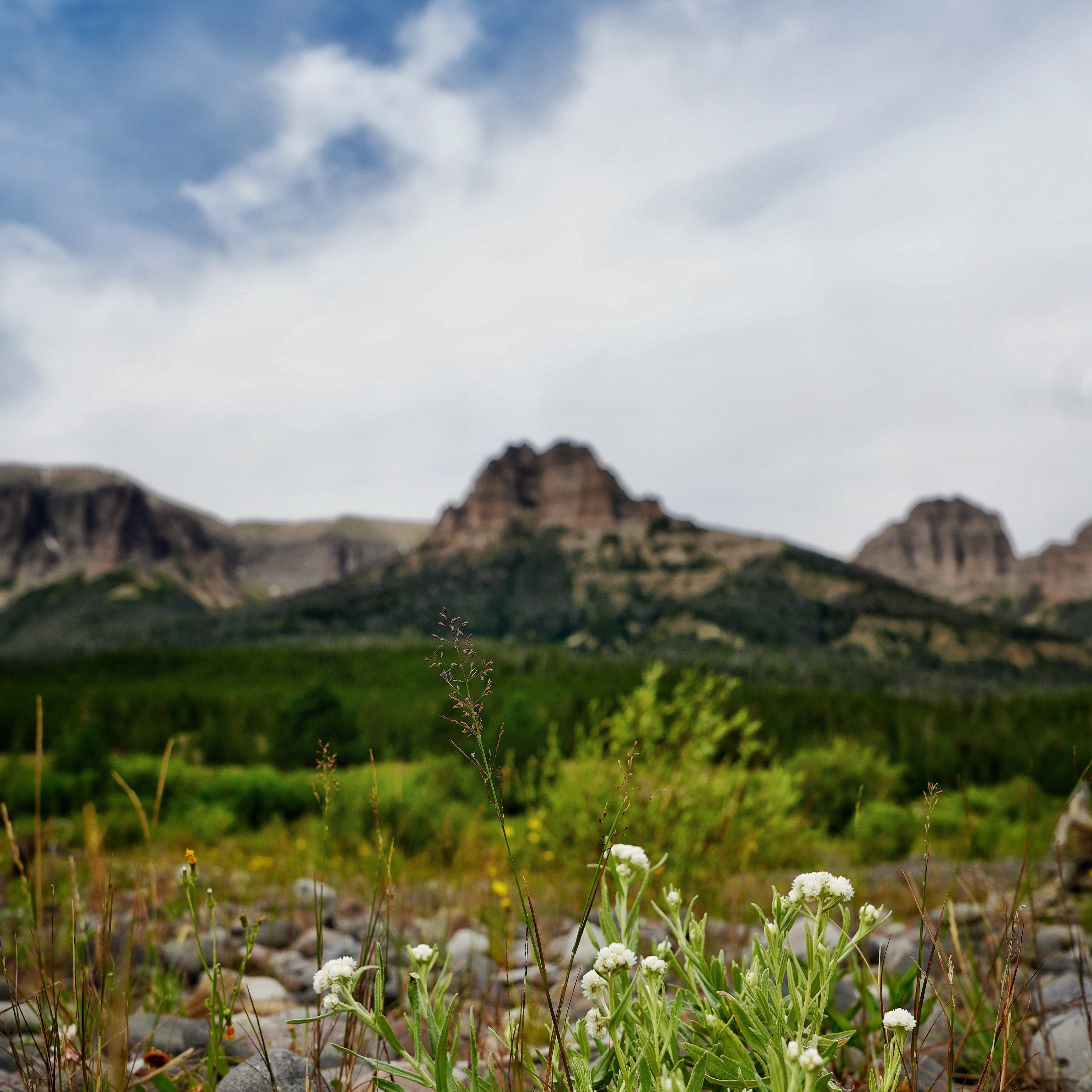The Sawtooths, granite spires above the timberline