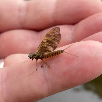 A March Brown mayfly dun with mottled barred wings resting on a streamside rock