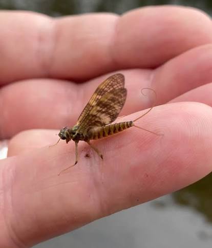 A March Brown mayfly dun with mottled barred wings resting on a streamside rock