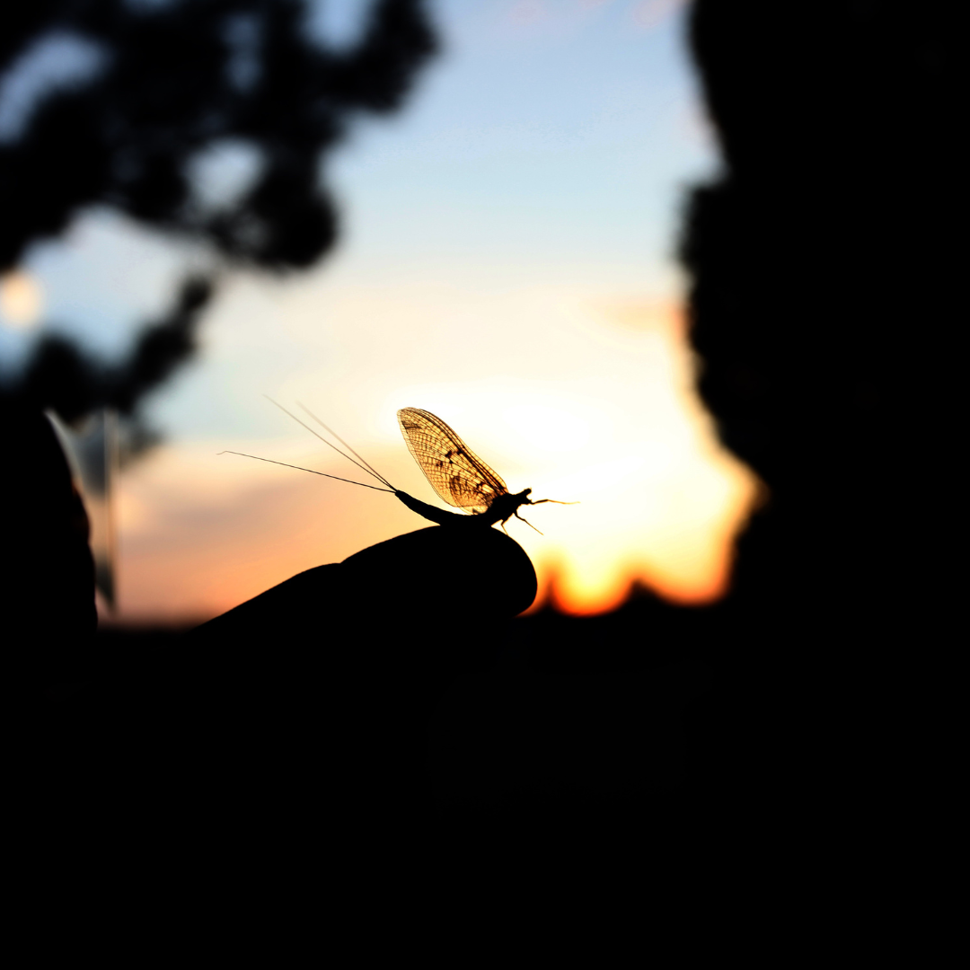 Identifying a Mayfly Hatch | Fly Fishing Insider Podcast