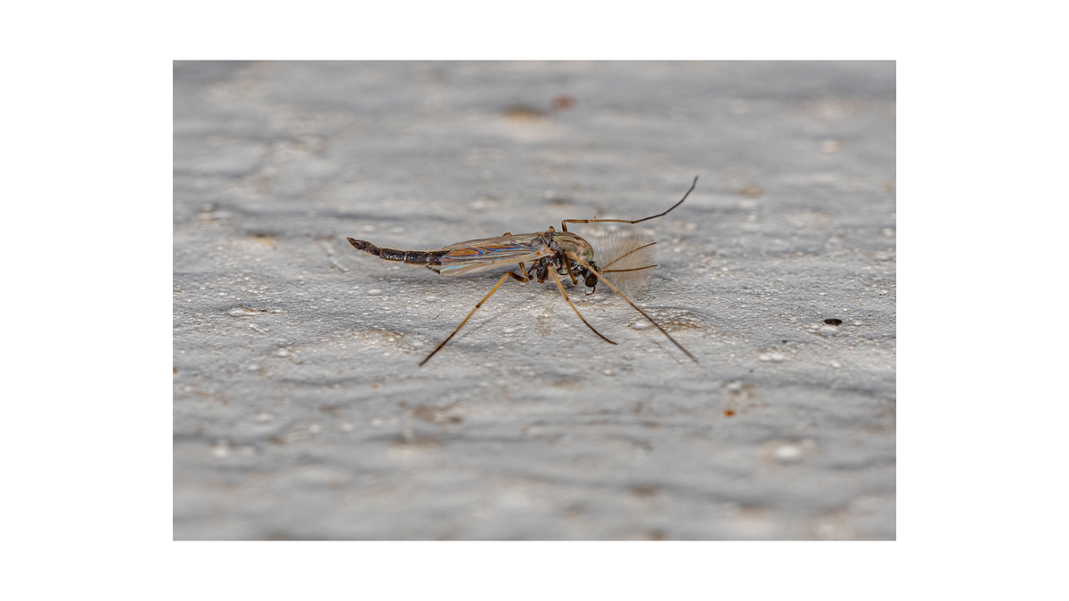 Midge Fly