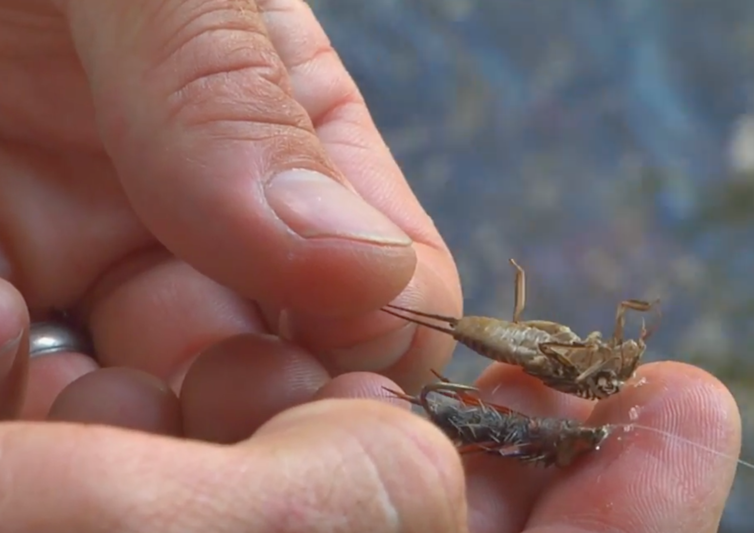 Comparing Nymph Pattern to a Schuck