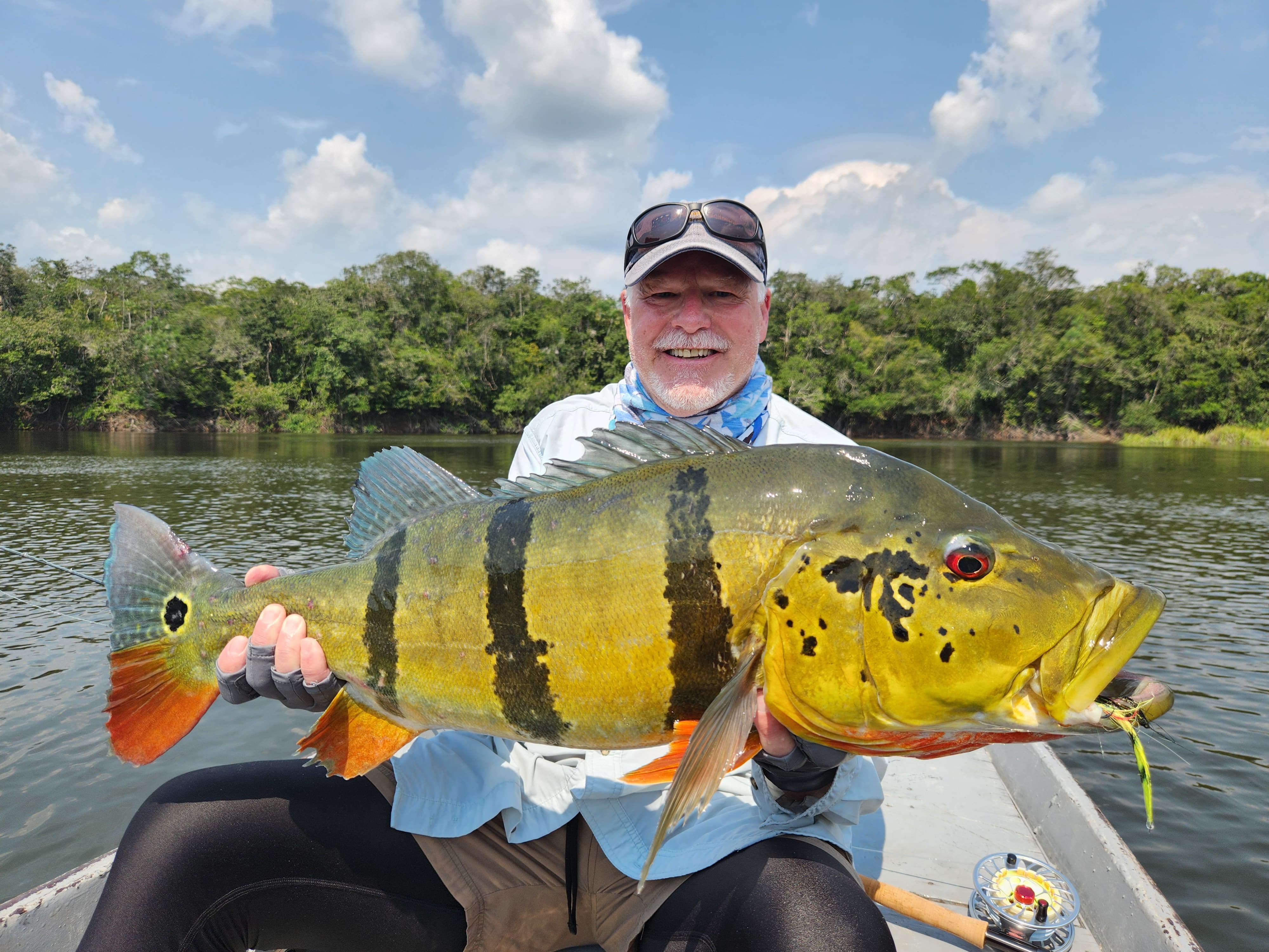 Peacock Bass – 31 inches, 19.5 lbs – landed on an 8wt, 6-piece Orvis Clearwater Travel Fly Rod 