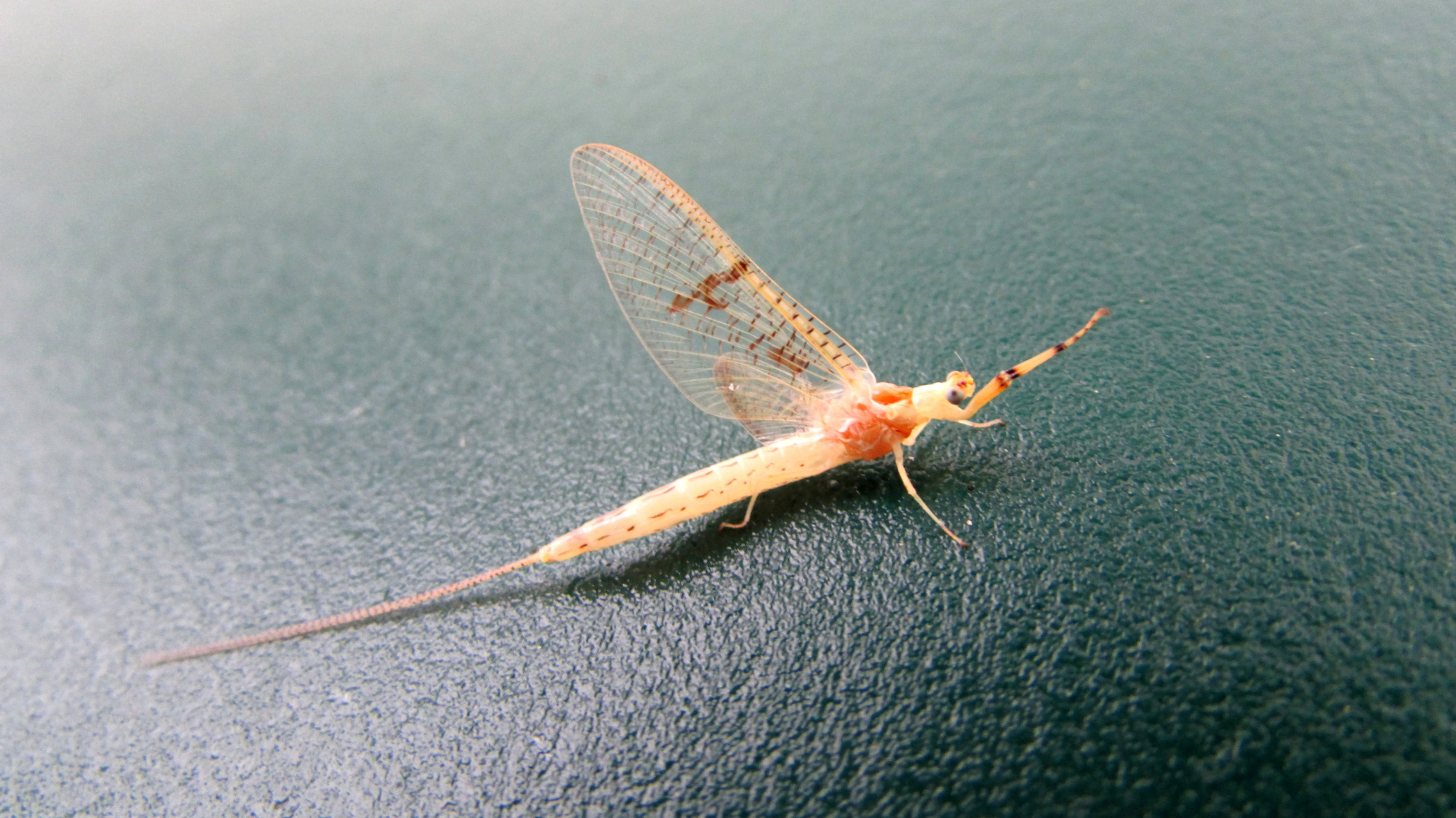 Identifying a Pale Morning Dun (PMD) Hatch