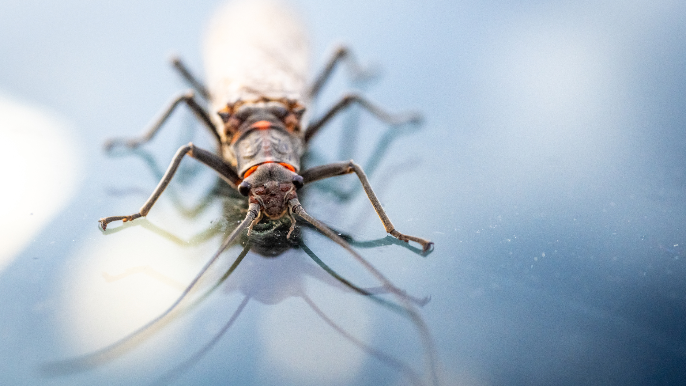 Identifying a Salmonfly and Golden Stone Hatch