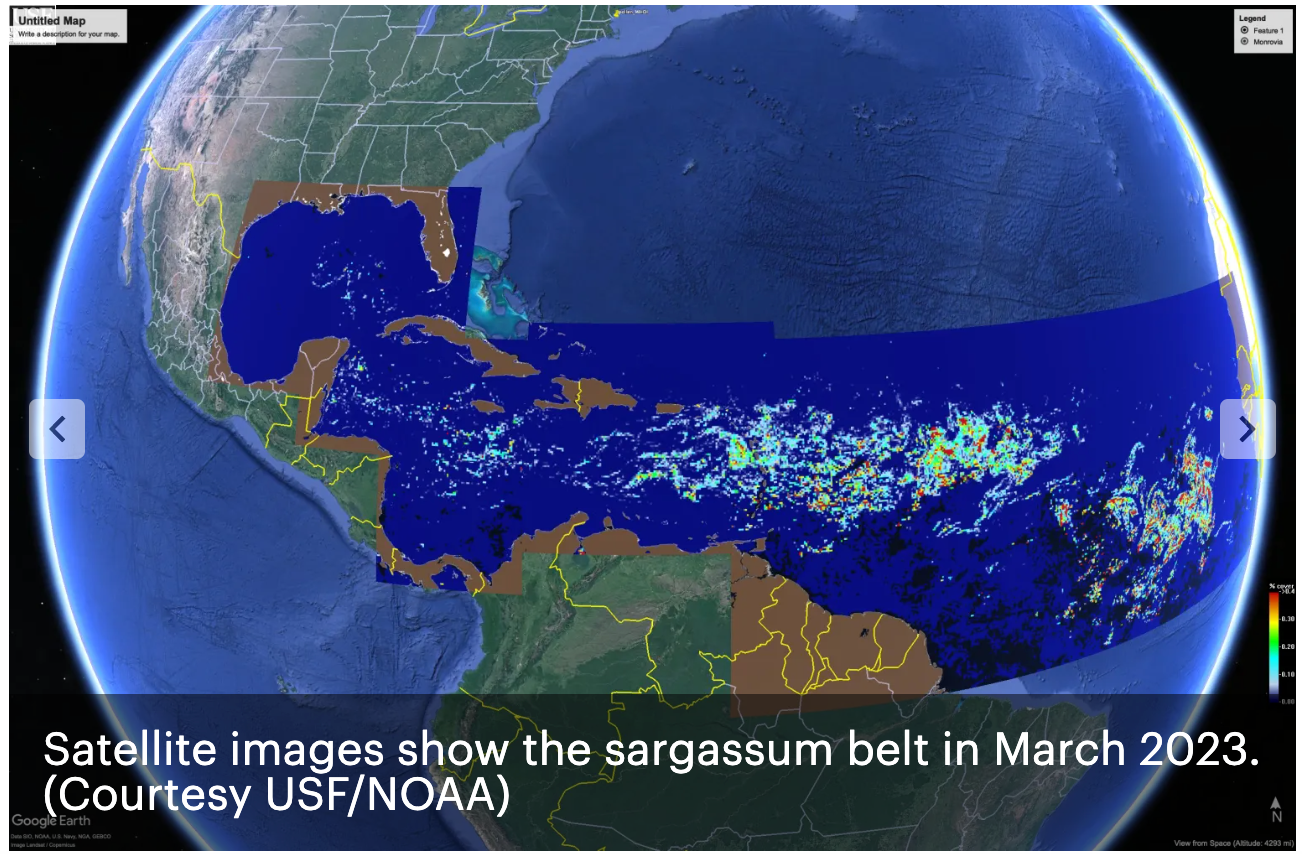 The Impact of Sargassum on Fly Fishing Destinations | Fly Fishing Insider Podcast