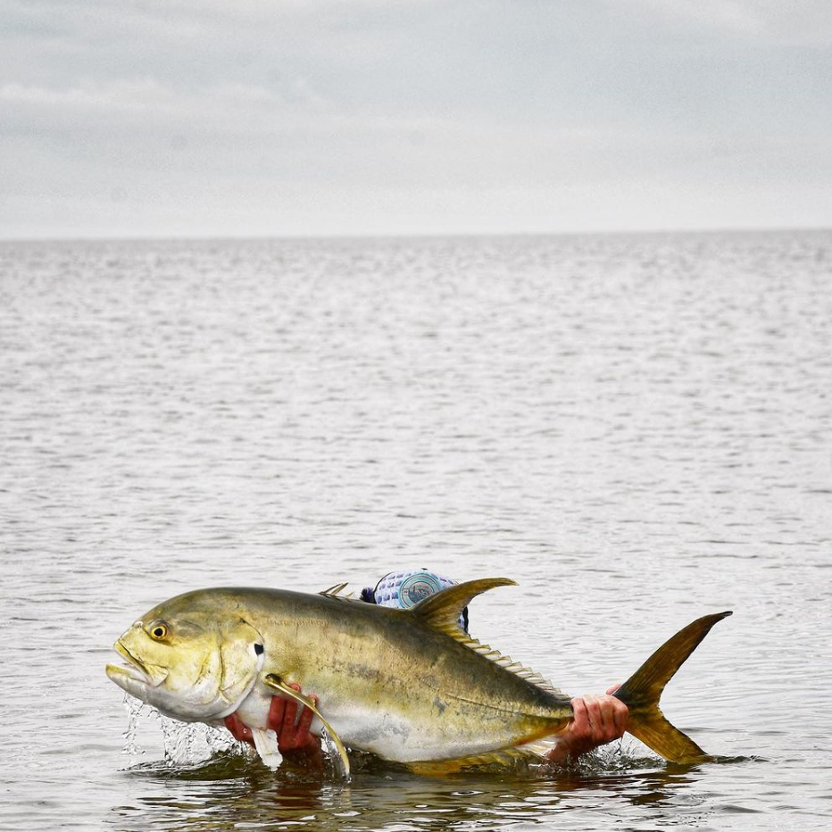 Crevalle Jack (Jack Crevalle) Fly Fishing in Louisiana