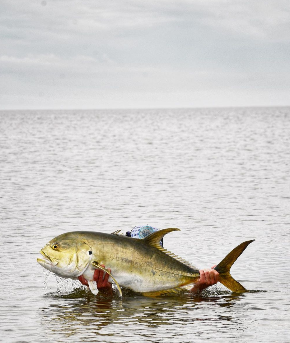 Crevalle Jack (Jack Crevalle) Fly Fishing in Louisiana