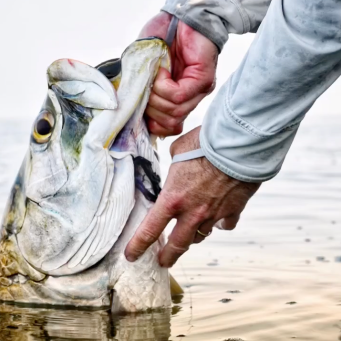 A classic Florida Tarpon getting ready to be released