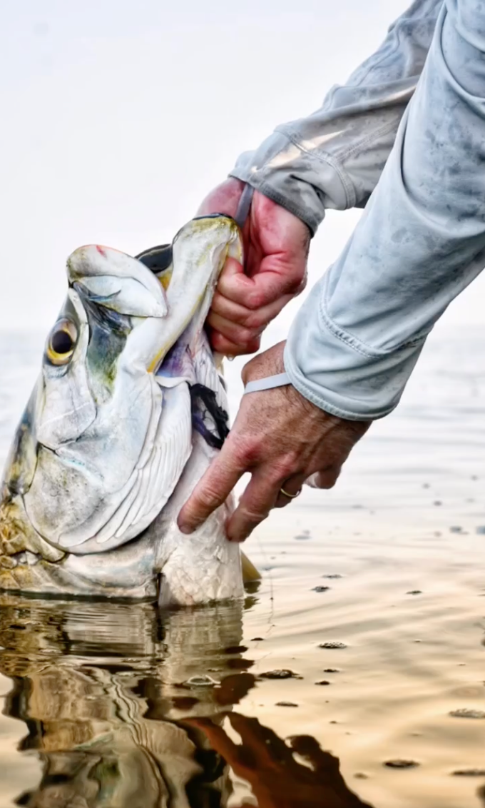 A classic Florida Tarpon getting ready to be released