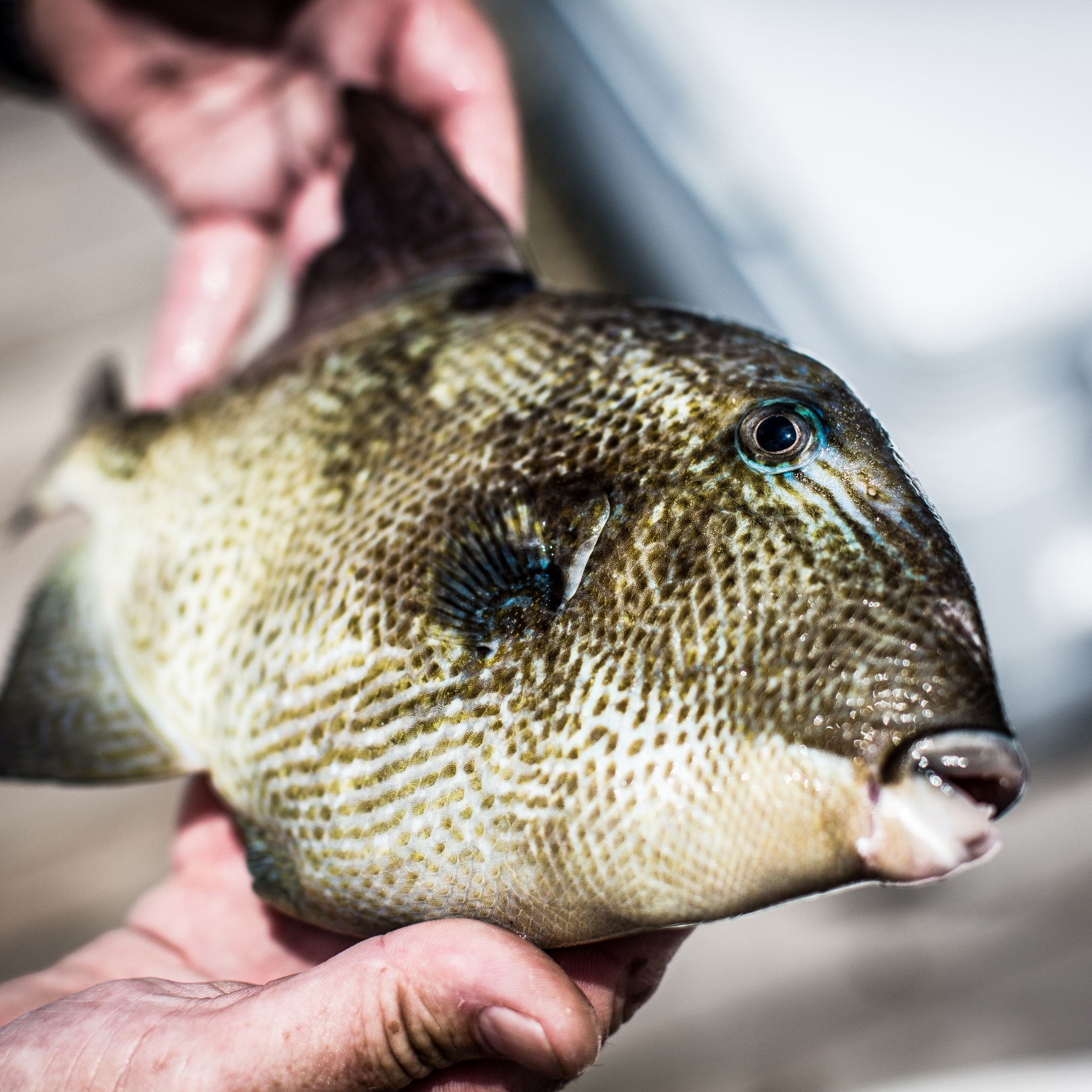 Triggerfish Fly Patterns Triggerfish: An Amazing Species - Fly Fishing Insider Podcast
