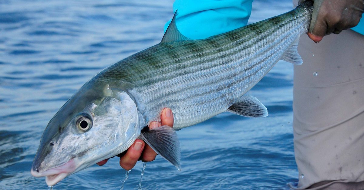 Bahamian bonefish held just above clear shallow water before release