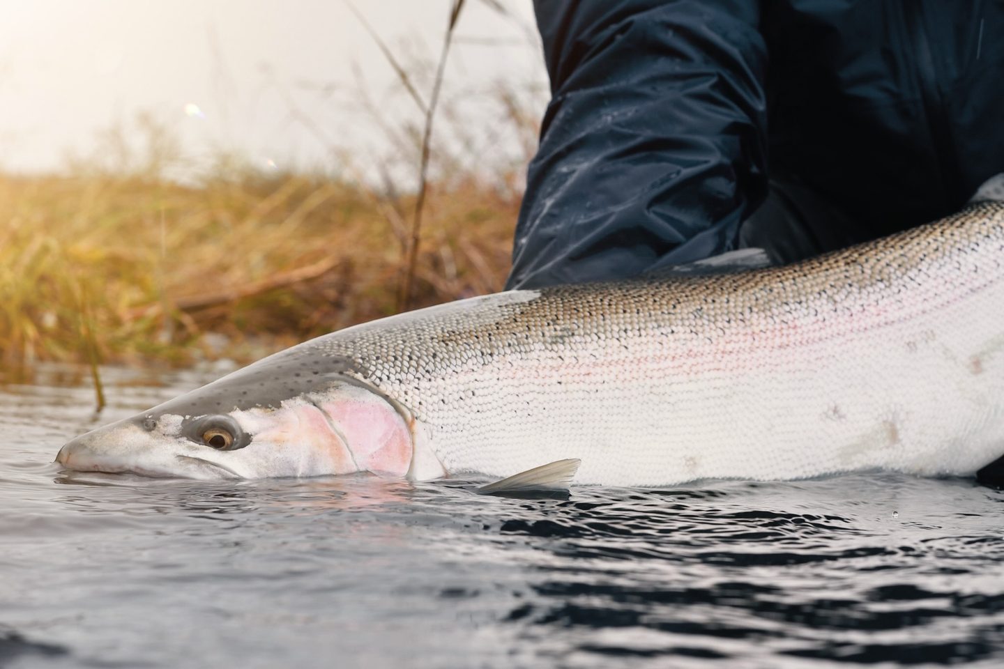 Chrome fish held at the water's surface before release