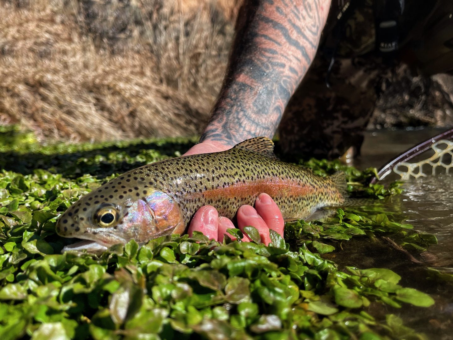 Rainbow trout resting on watercress in a spring creek