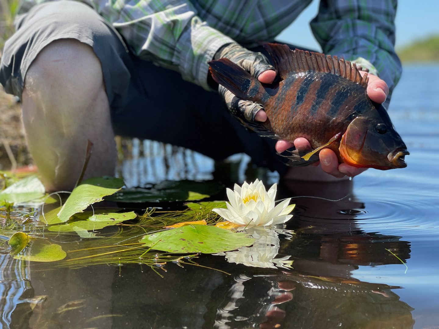 Warmwater fish held over lily pads before release