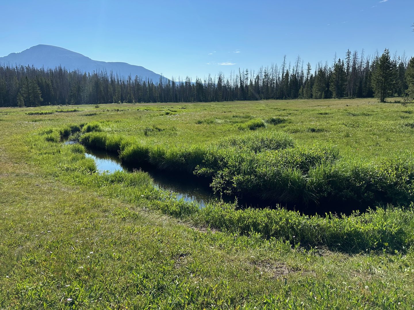 Small spring creek winding through a green mountain meadow